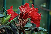 Rododendro